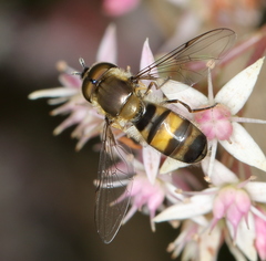 Betasyrphus adligatus