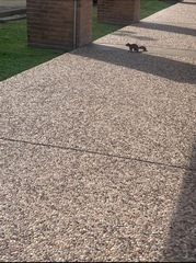 Sciurus niger