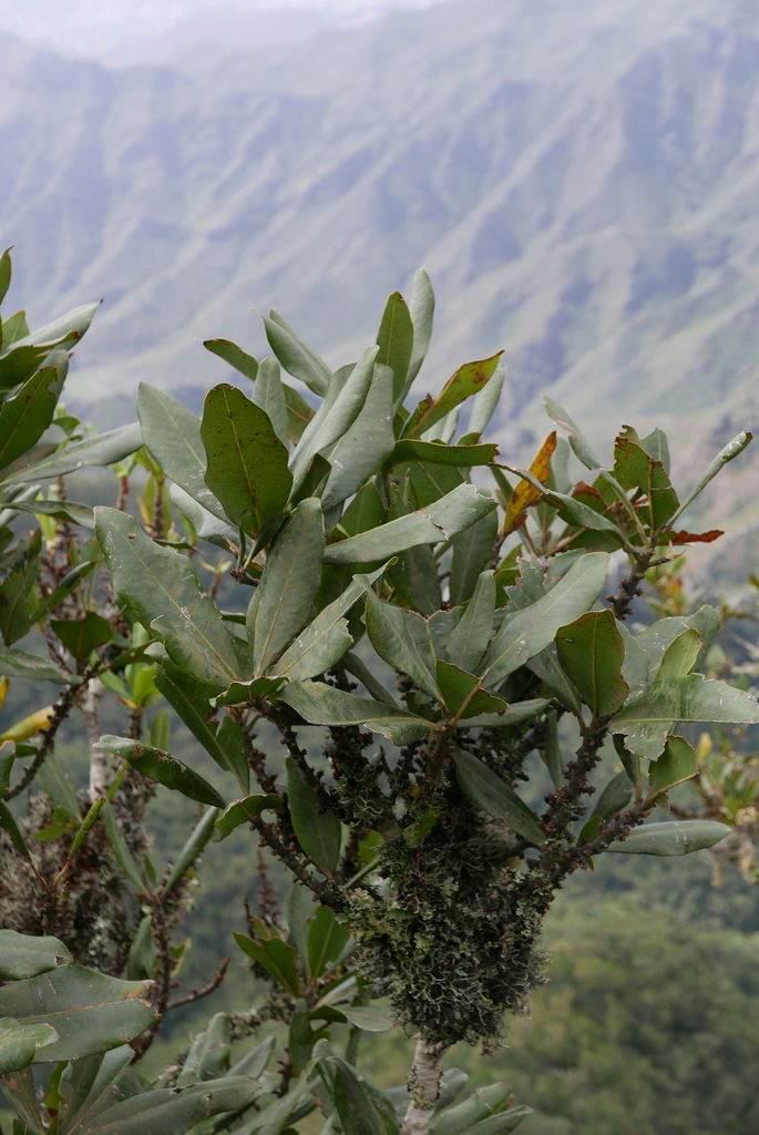 Pleiomeris