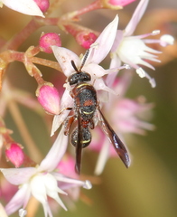 Leucospidae