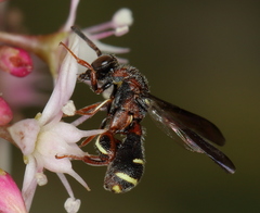 Leucospidae