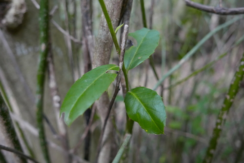 Ilex perado subsp. platyphylla image