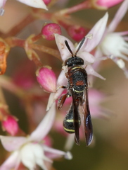 Leucospidae