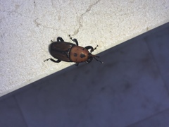 Rhynchophorus ferrugineus