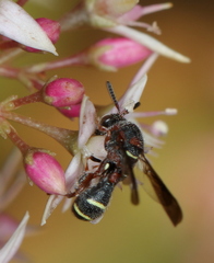 Leucospidae
