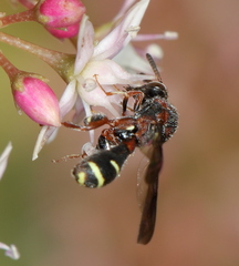 Leucospidae