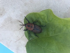 Rhynchophorus ferrugineus