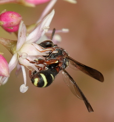 Leucospidae