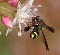 Leucospidae