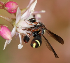 Leucospidae