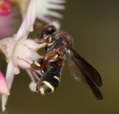Leucospidae