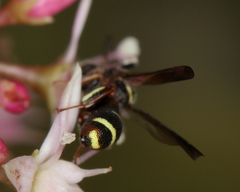 Leucospidae