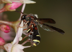 Leucospidae