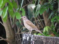 Turdus leucomelas