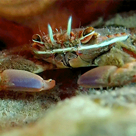 Photo of Sally lightfoot crab (Percnon gibbesi)
