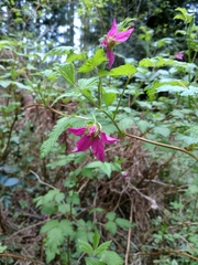 Rubus spectabilis