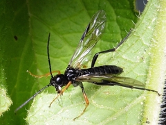 Tenthredo mandibularis