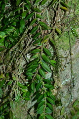 Gastrochilus formosanus