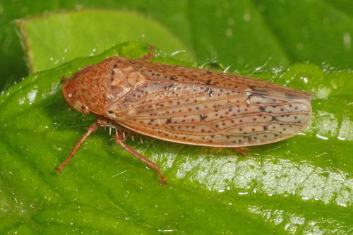 Ponana puncticollis