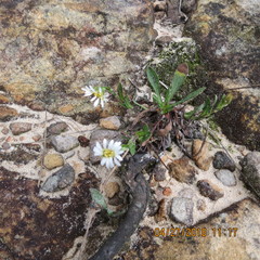 Noticastrum marginatum