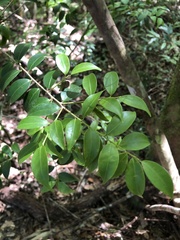 Ilex hayataiana