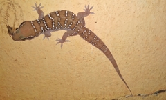 Hemidactylus whitakeri