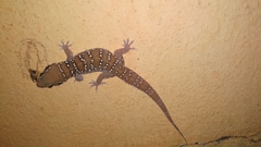 Hemidactylus whitakeri