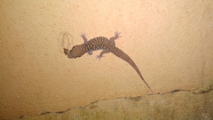 Hemidactylus whitakeri