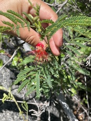 Calliandra peninsularis