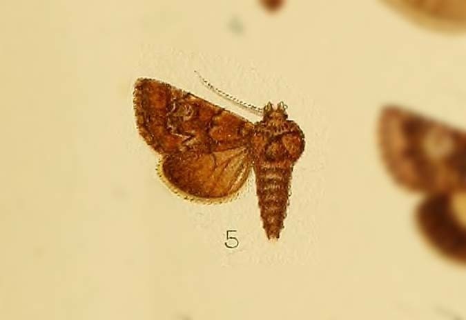 Cleonymia marocana