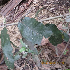 Ageratina asclepiadea