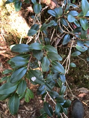 Vaccinium emarginatum