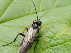 Tenthredo mandibularis