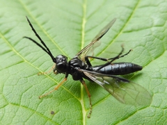 Tenthredo mandibularis