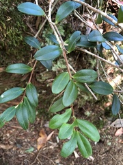 Vaccinium emarginatum