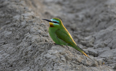 Blue-Cheeked Bee-Eater photo 3