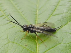 Tenthredo mandibularis