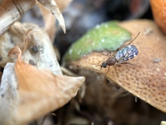 Sylvicola alternatus