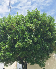 Eugenia brasiliensis
