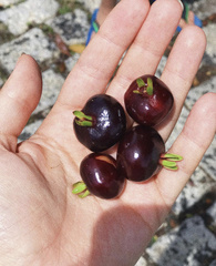 Eugenia brasiliensis