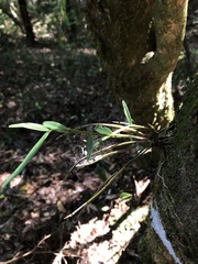 Dendrobium moniliforme
