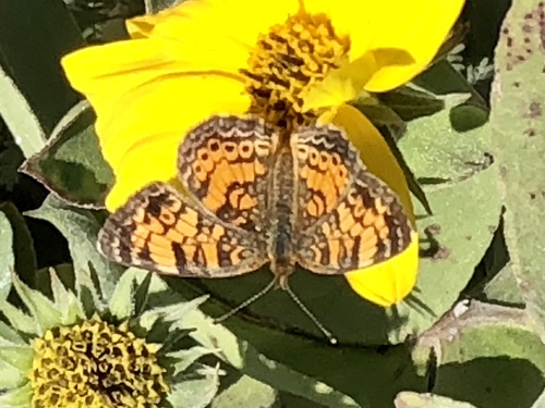 Pearl Crescent photographed in Missouri