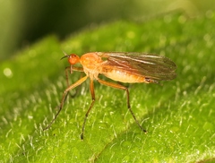 Empis lutea
