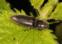 Hemicrepidius hirtus