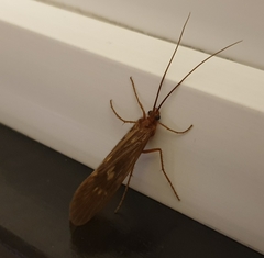 Trichoptera