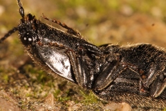 Hemicrepidius hirtus