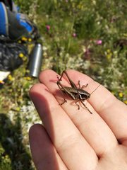 Pholidoptera pustulipes
