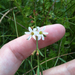 Lythrum lineare - Photo (c) botanygirl, algunos derechos reservados (CC BY), subido por botanygirl