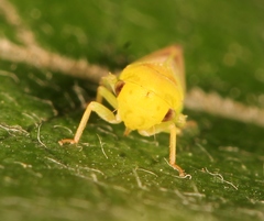 Macropsis ocellata
