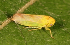 Macropsis ocellata